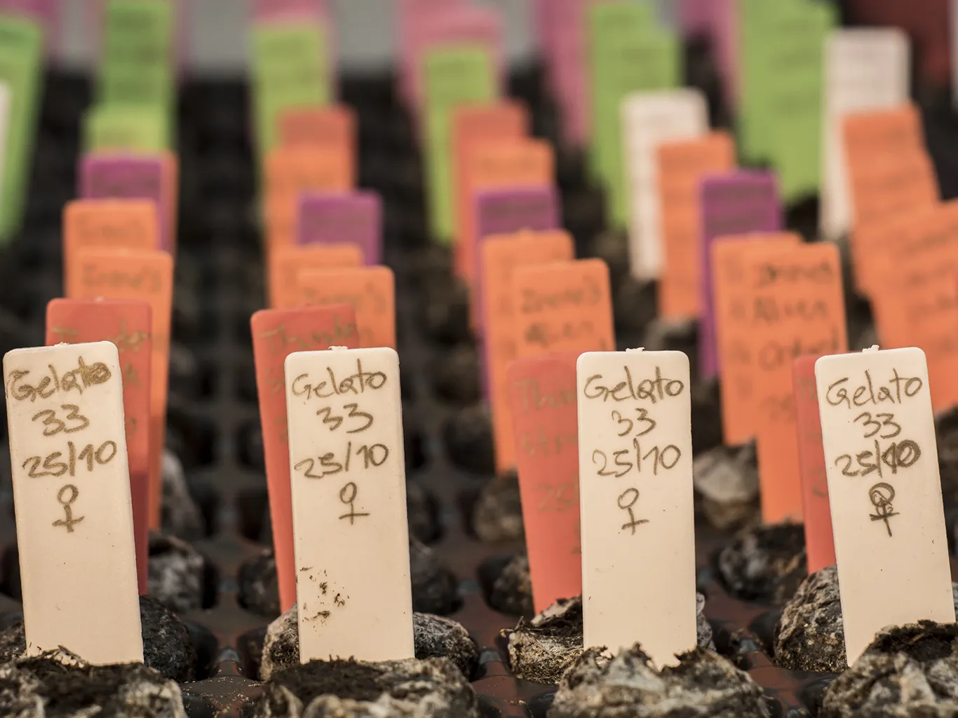 Bandeja de genéticas etiquetadas — Gelato 33