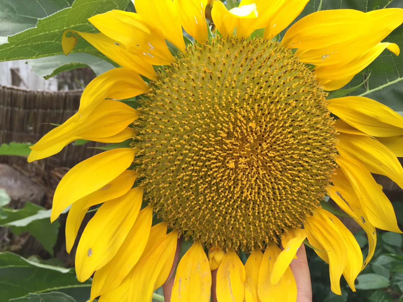Girasol gigante de la huerta