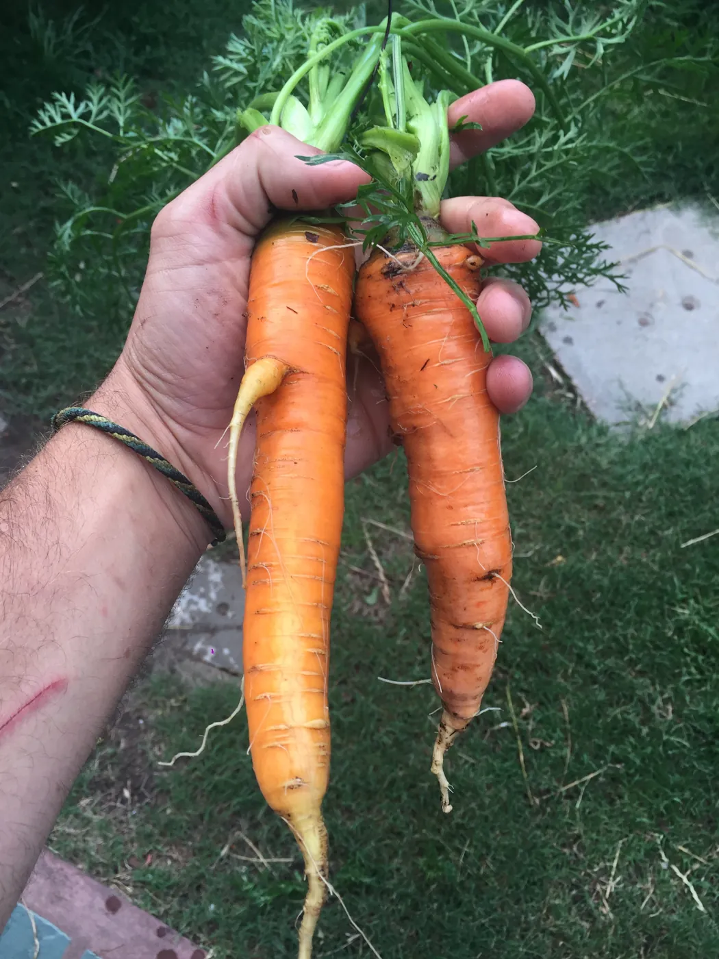 Zanahorias recién cosechadas