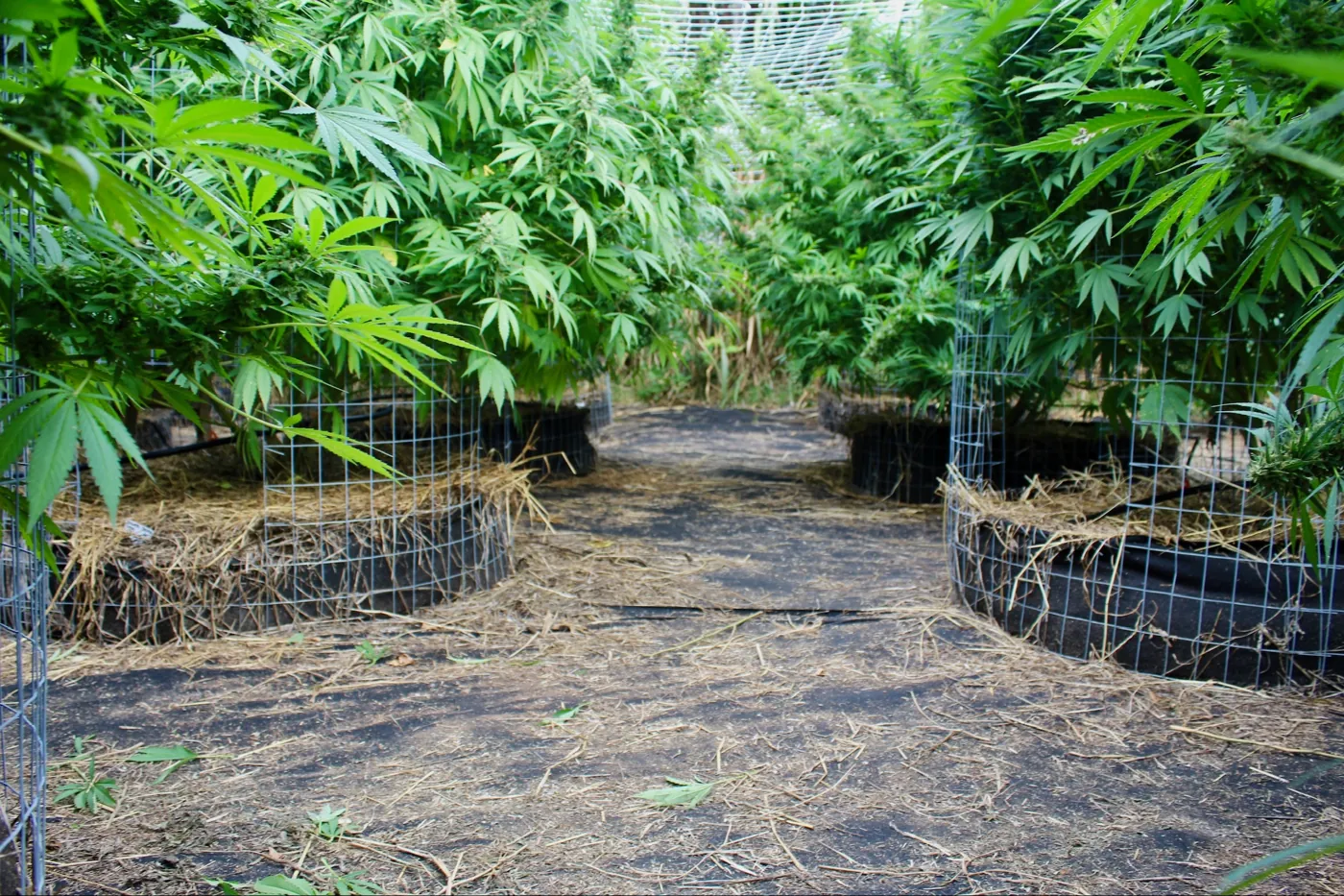 Camas de cultivo outdoor en suelo vivo