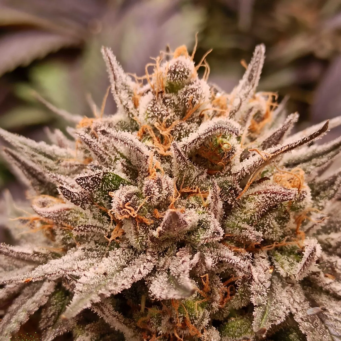 Flor de cannabis cultivada en suelo vivo — detalle de resina y tricomas