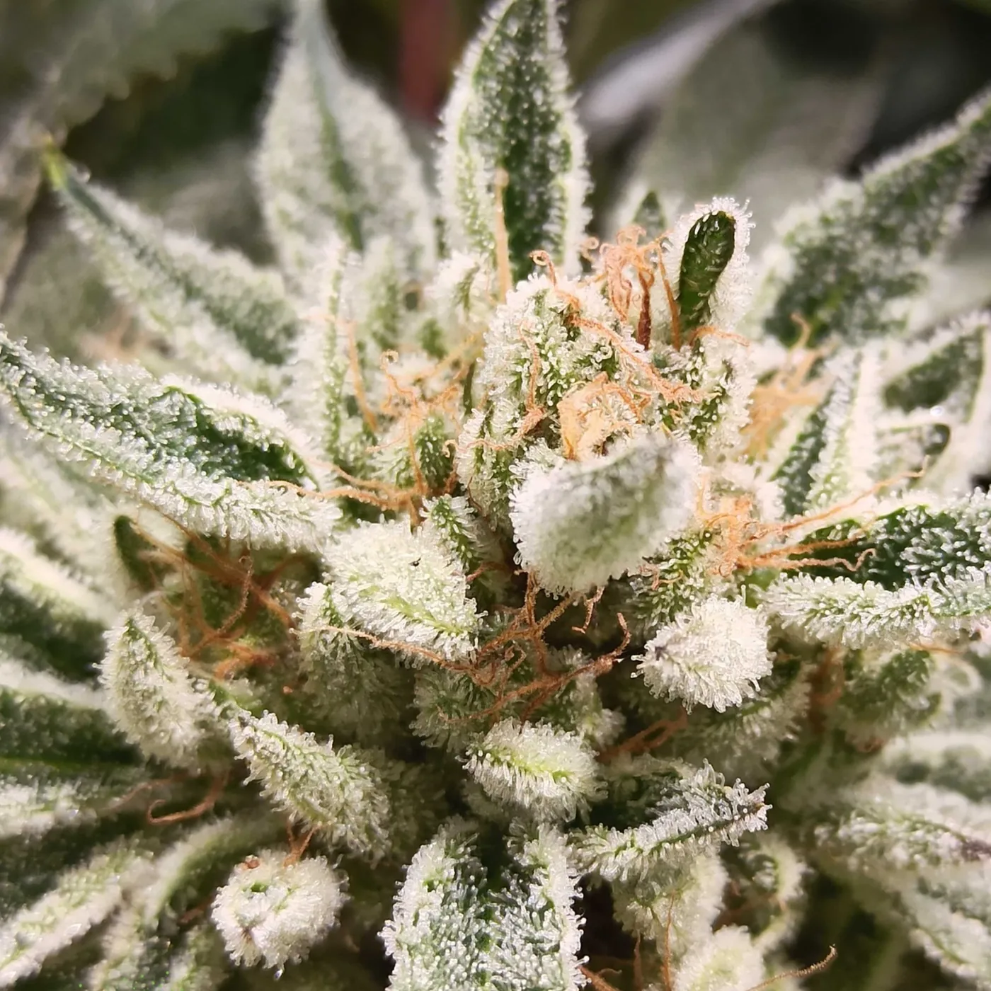 Flor blanca de tricomas junto a sus hojas