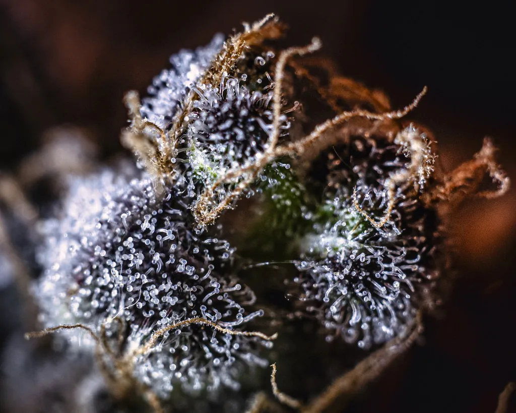 Macro de flor violeta cubierta de tricomas